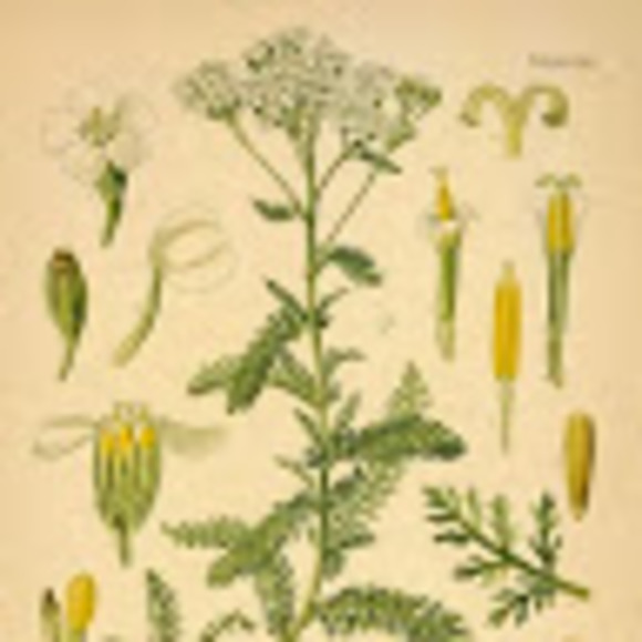 Meet your Posher, V - Picture 1 of 1